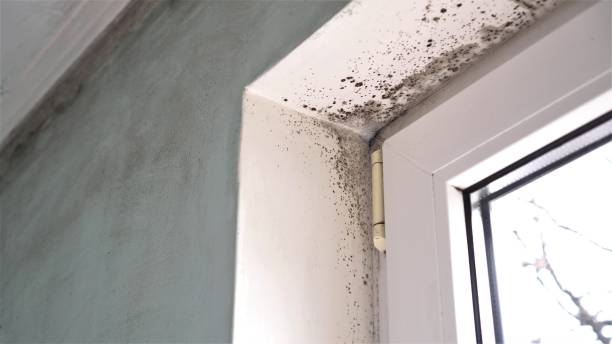 Professional Mold Remediation in Short Pump, VA
