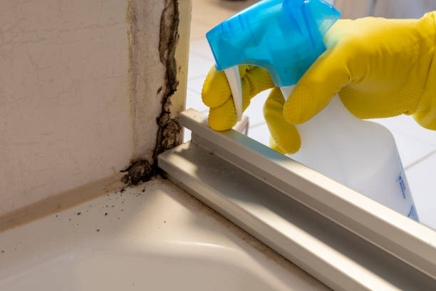 Best Residential Mold Remediation in Short Pump, VA