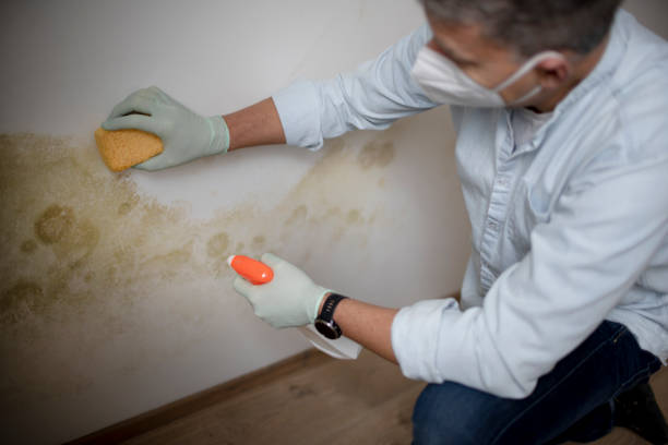 Best Residential Mold Remediation in Short Pump, VA
