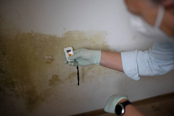 Best HVAC Mold Remediation in Short Pump, VA
