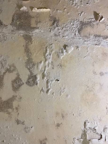 Best Residential Mold Remediation in Short Pump, VA